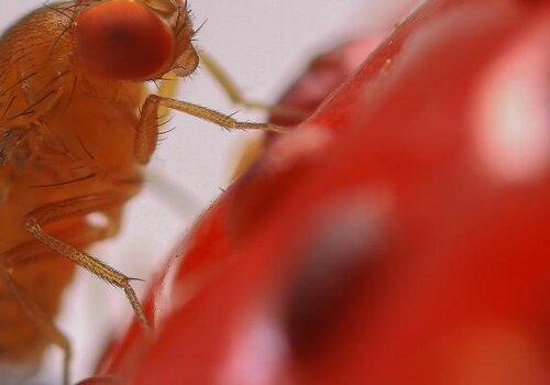 Drosophila suzukii 