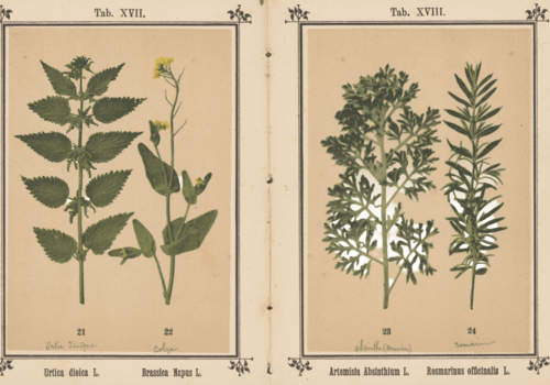 Grande ortie, colza et autres plantes - par un artiste anonyme et J. Kösel (XIXe)