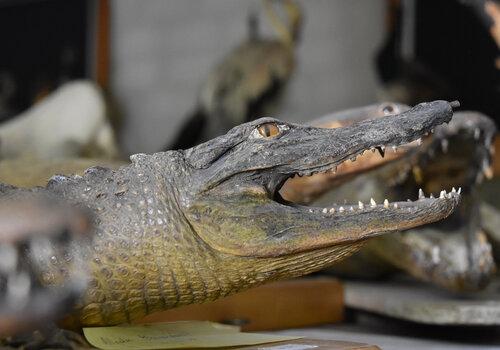 Spécimen des collections de zoologie UCBLZ