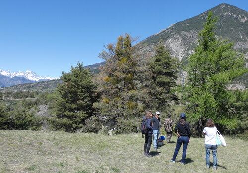 L'observatoire sylvicole de Guillestre (le mélèze est situé à droite de la photographie).