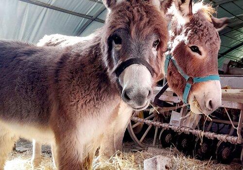 Photo visite de ferme