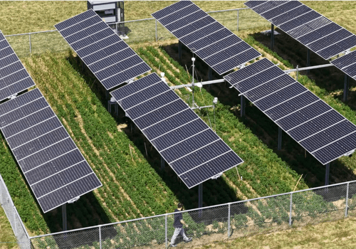 Cultures et panneaux solaires : un duo gagnant ?  