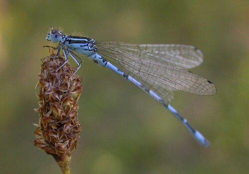 Agrion de Mercure
