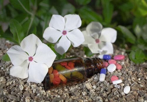 illustration de la pervenche de Madagascar, une plante médicinale