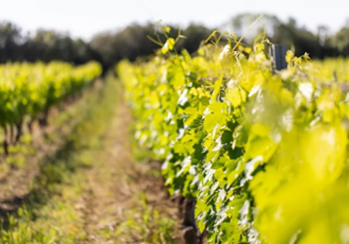 Vignoble du Blavet