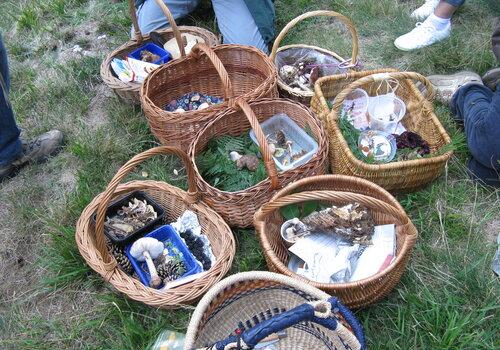 Paniers de champignons lors d'une cueillette a Chavanol dans la loire en 2012