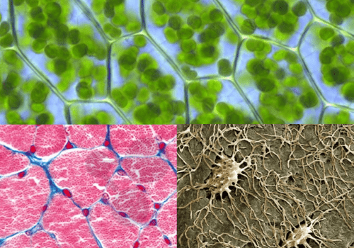 cellules