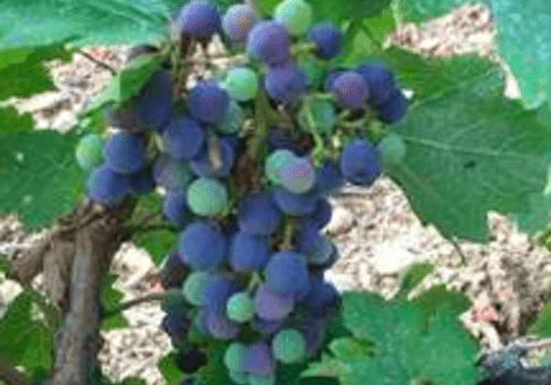 Visites de fermes
