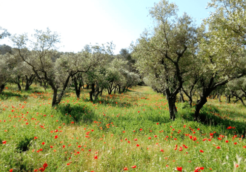 Visites de fermes