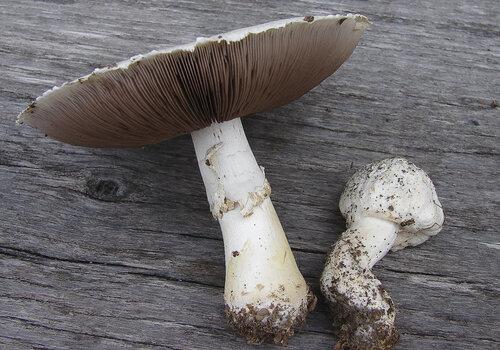 Agaric