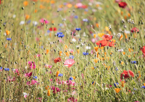 champ de fleurs