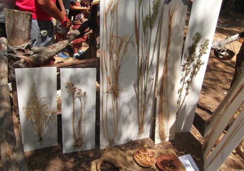 panneaux façon herbier montrant des céréales, aussi présentes dans des vases en céramique