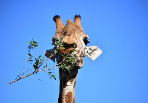 Une girafe de face qui mange les feuilles d'une branche.