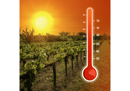 Gout et climat