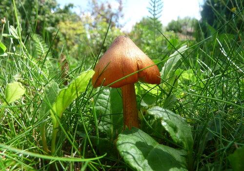 Joli champignon rouge-orangé brillant, campanulé et mamelonnée 