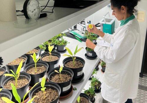Dans le cadre du projet ACLiMAP, plusieurs plantes aromatiques sont cultivées dans des conditions bien particulières dans des chambres d'acclimatation.