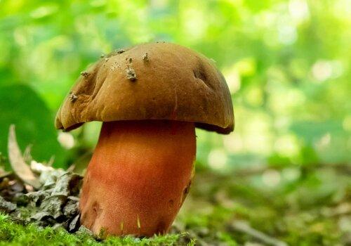 Neoboletus erythropus