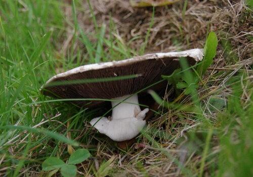 Agaric trèfles et graminés