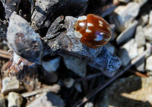 Entre coccinelles et punaises