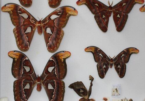 Insectes d’ici et d’ailleurs
