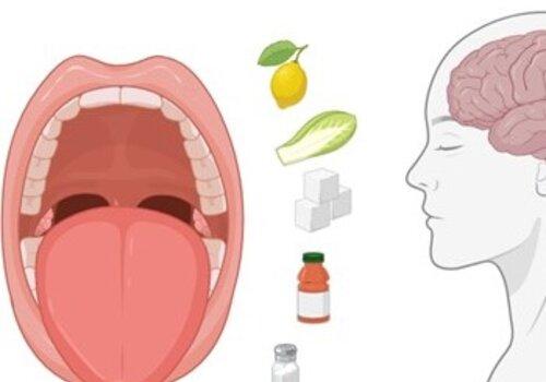 Langue au cerveau