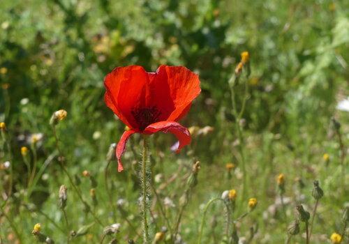 Coquelicot Papaver Rhoeas