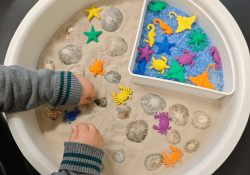 bac avec du sable et des coquillages pour découvrir les sens