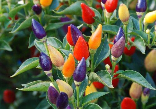 Piments piquants 