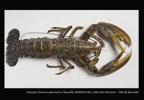Homard, Homarus gammarus, Marseille, MHNM16183 collection Muséum 