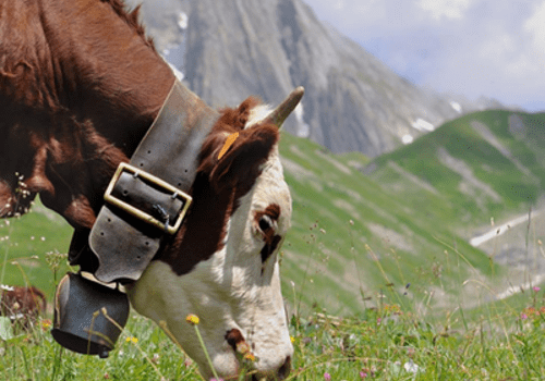 Les vaches abondances pâturent dans les alpages et participent à la richesse des paysages et des produits de montagne.