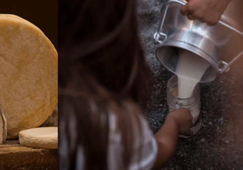 Du lait fraîchement récolté aux meules affinées, la fabrication du fromage repose sur des transformations biologiques et des savoir-faire transmis au fil des générations.