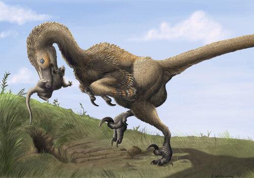 Saurornitholestes