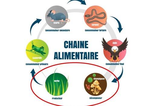 chaine alimentaire