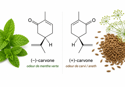 les deux énantiomères de la carvone