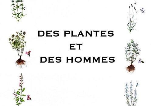 des plantes 