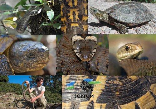Le monde des Reptiles et la SOPTOM