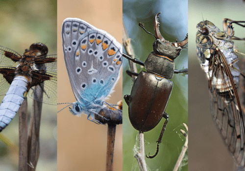 Les insectes, minusculement fascinants