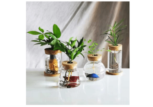boutures de plantes