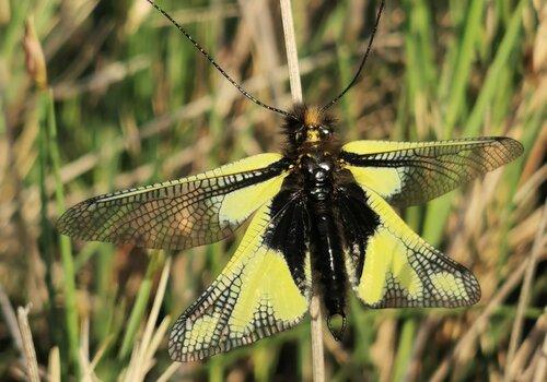 Sur la piste des insectes