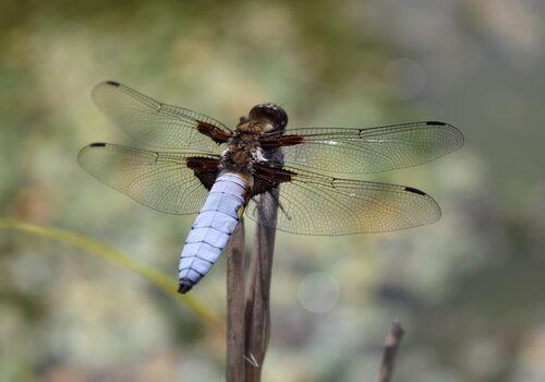 Insectes : les architectes du vivant