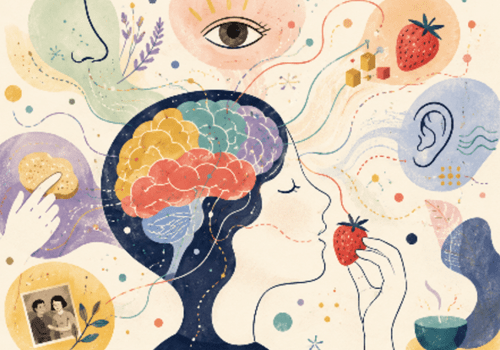 Le cerveau construit les saveurs 