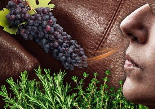 Le parfum secret des fermentations
