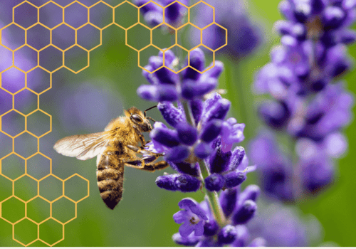 Les super-pouvoirs des abeilles