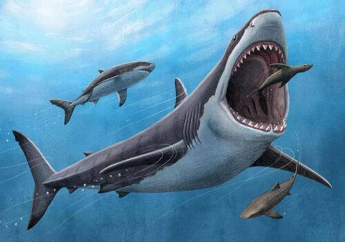 Megalodon