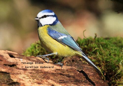 Mésange bleue