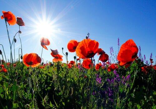 coquelicots