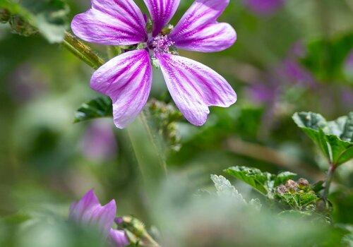 Cueillette et dégustation de plantes sauvages de saison