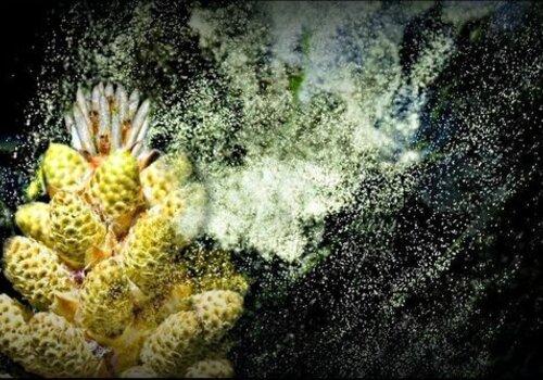 Pollen