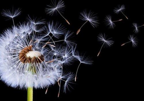 Diasporas et patrimoine : repenser les interactions