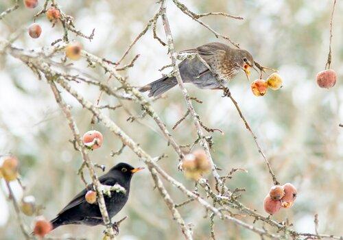 Deux oiseaux dans les branches d'un arbre fruitier